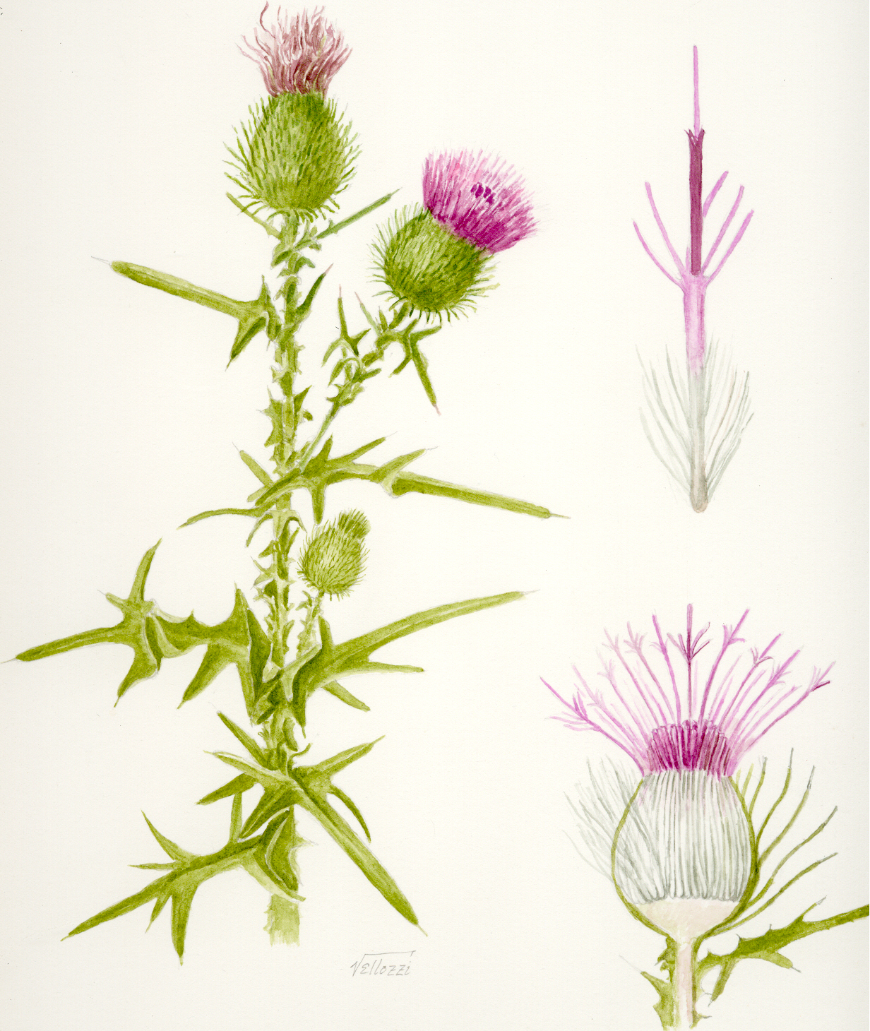 Thistle Sketch